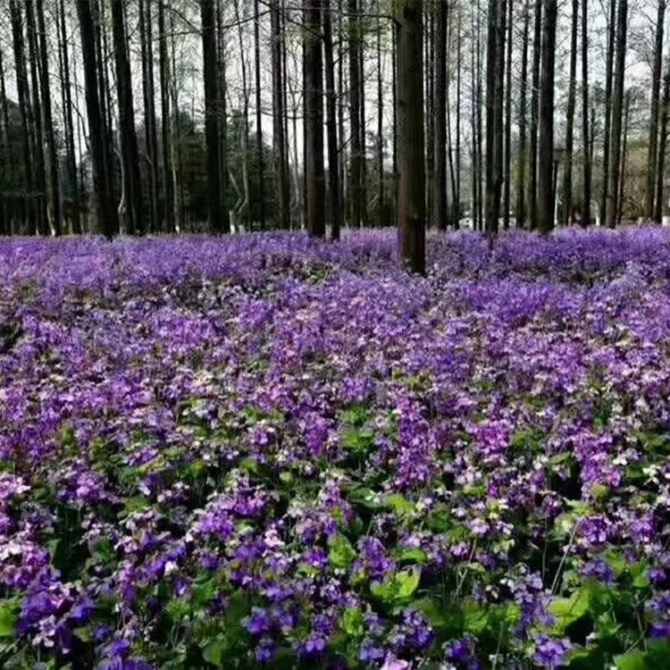 二月兰小苗 二月兰培育基地 供应现货 二月兰种苗