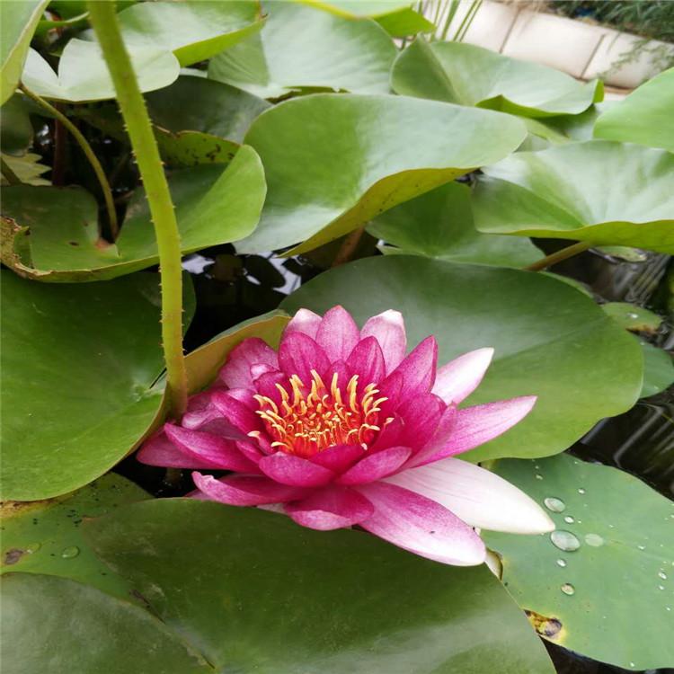 睡莲价格 睡莲小苗批发 青州水生植物基地
