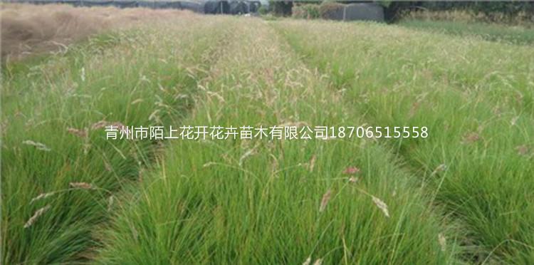 出售上盆细叶芒  地栽细叶芒