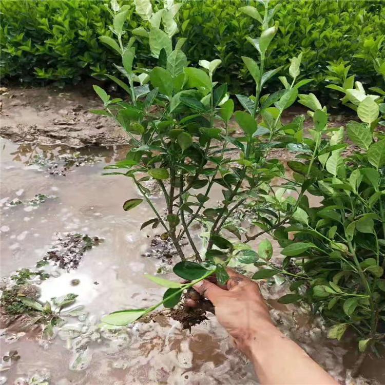 大量批发卫矛小苗   卫矛价格  园林观赏绿化植物