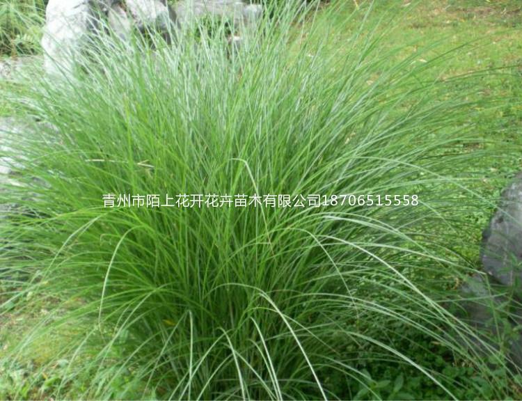 出售晨光芒   多芽晨光芒   晨光芒供应