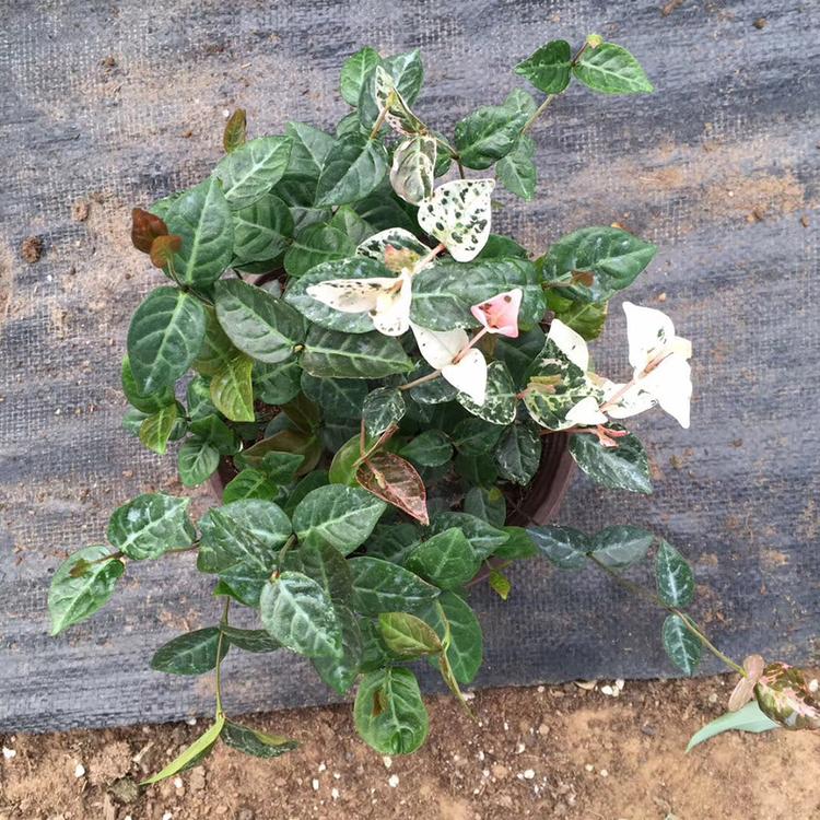 花叶络石价格 亦扬花卉 花叶络石种植基地 价格从优