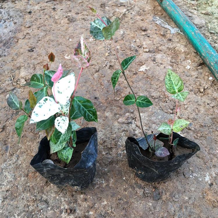 亦扬 常年供应 庭院植物花叶络石 花叶络石苗 基地种植 量大优惠