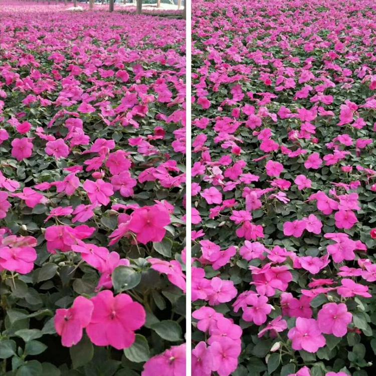 价格从优 非洲凤仙价格 非洲凤仙种植基地 非洲凤仙供应
