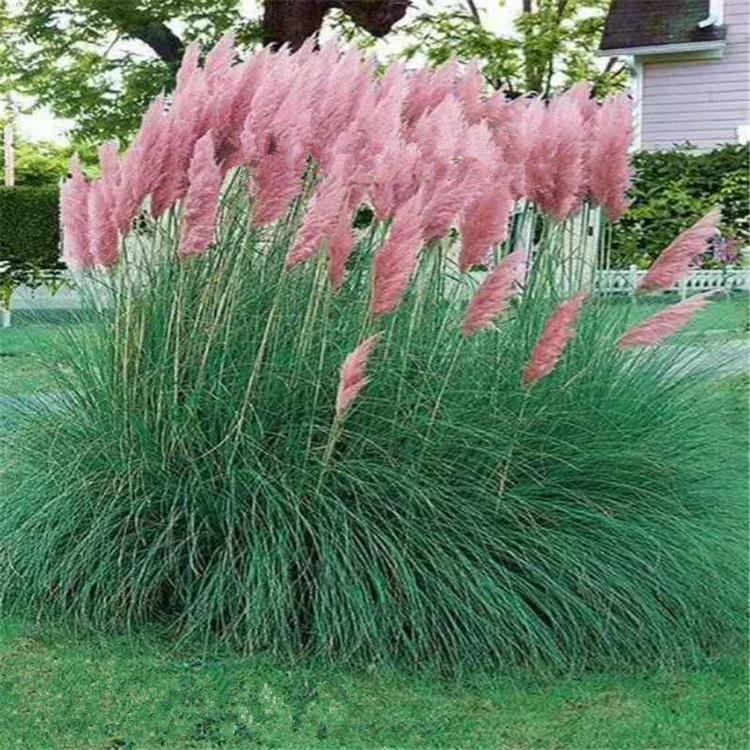 粉蒲苇价格 粉蒲苇批发 青州粉蒲苇基地