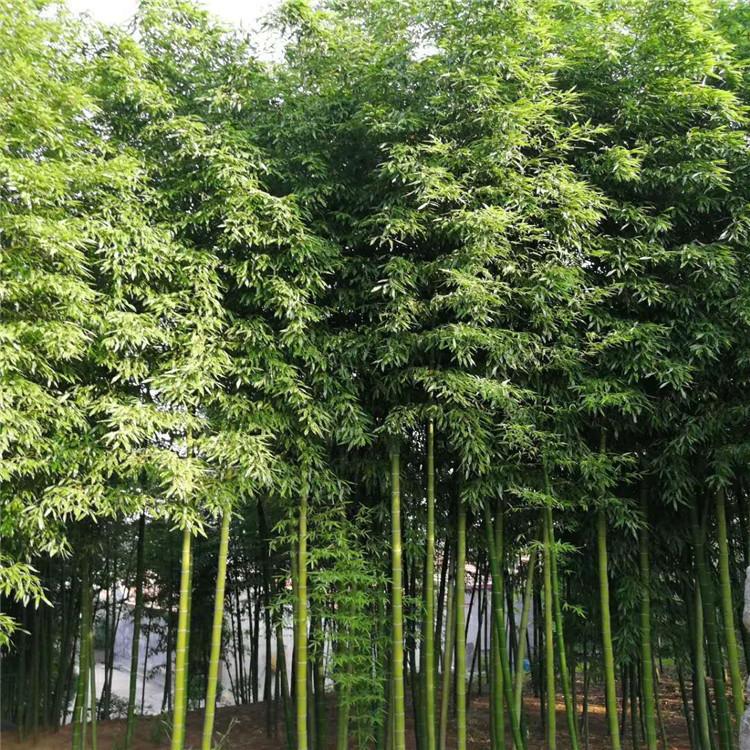 竹子批发 竹子种植基地 青州观赏竹子价格