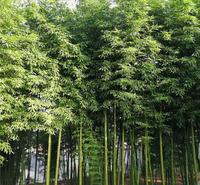 竹子批发 竹子种植基地 青州观赏竹子价格