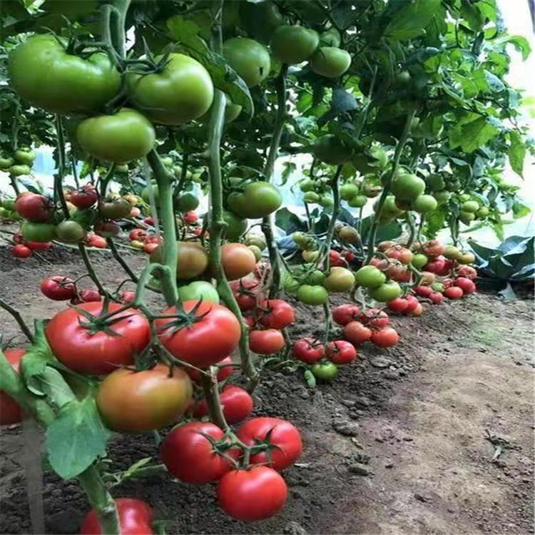 番茄种苗  口感西红柿苗  西红柿苗  广辰寿光种苗基地