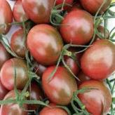 彩色小西红柿苗  温室种植  抗褪绿口感西红柿苗  批发好价