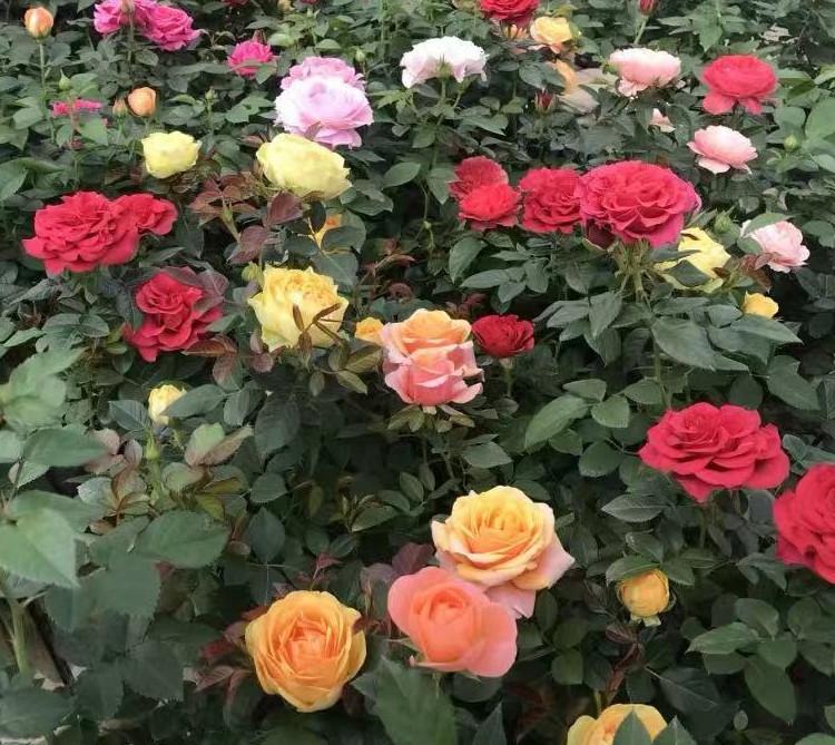 青州大花月季批发 大花月季价格 多色大花月季