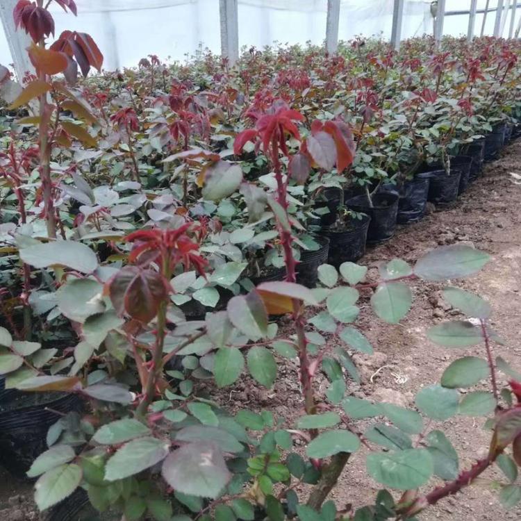 青州地被月季价格 地被月季批发销售 江瑞园艺地被月季培育基地