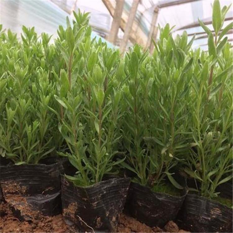 基地直接 薰衣草 潍坊薰衣草 薰衣草行情