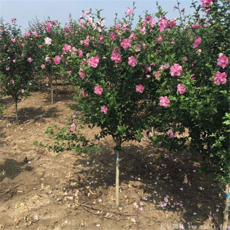 琪骏木槿  落叶苗木  绿化用  木槿价格