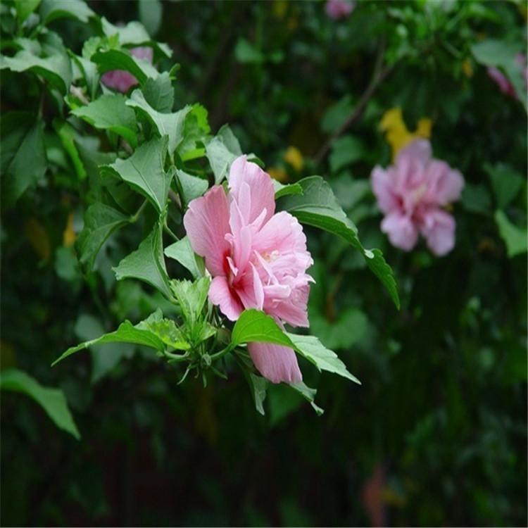 庭院美化树  木槿树  木槿批发