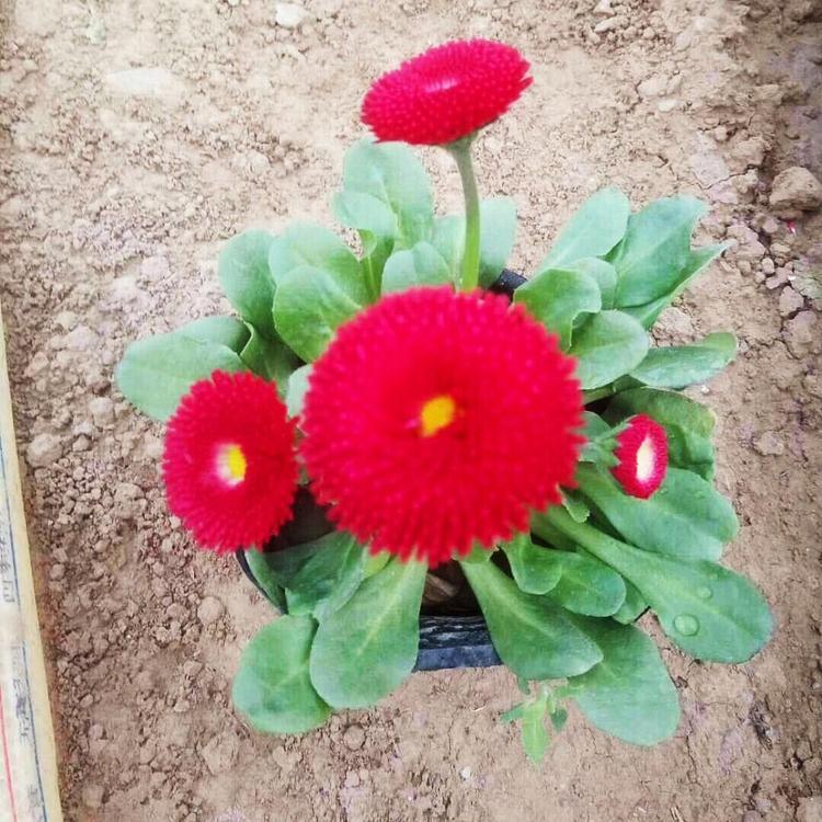 春菊批发   小雏菊苗子   质量好好