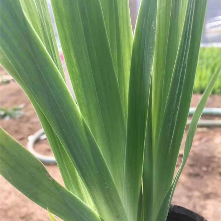 青州黄菖蒲小苗批发价格