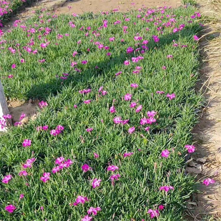 青州欧石竹 种植基地供应欧石竹 欧石竹批发