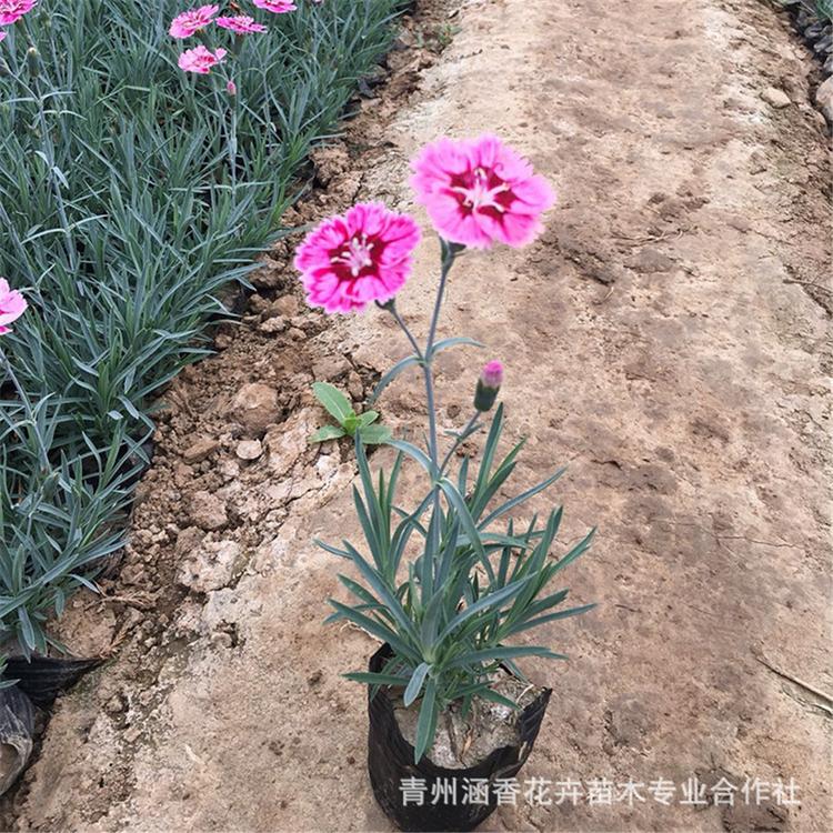 彩虹石竹 青州欧石竹供应商 宿根花卉基地供应彩虹石竹