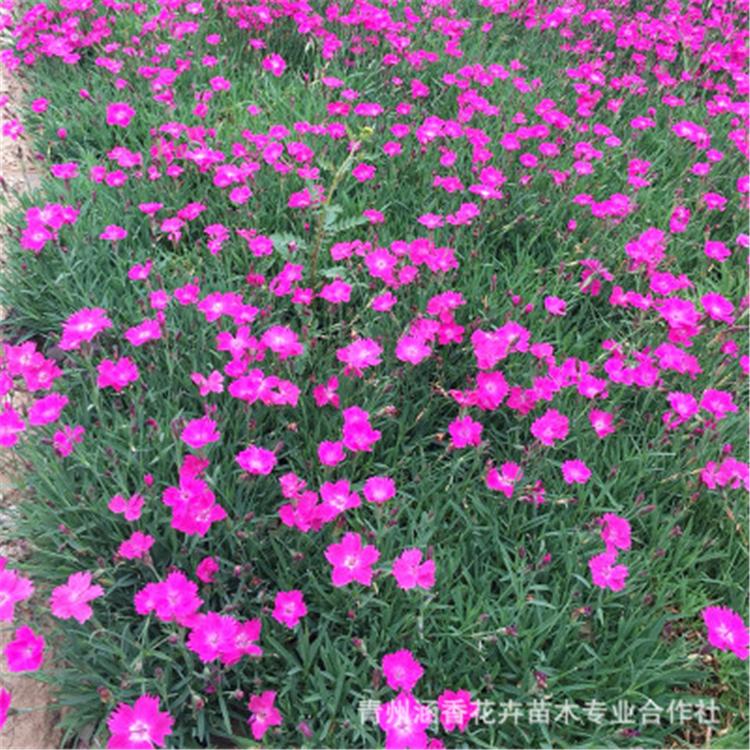 宿根花卉基地供应 欧石竹 青州欧石竹 欧石竹供应商