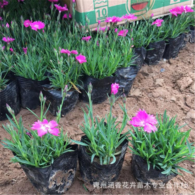 青州观赏花卉欧石竹 涵香花卉培育观赏花卉欧石竹 欧石竹批发