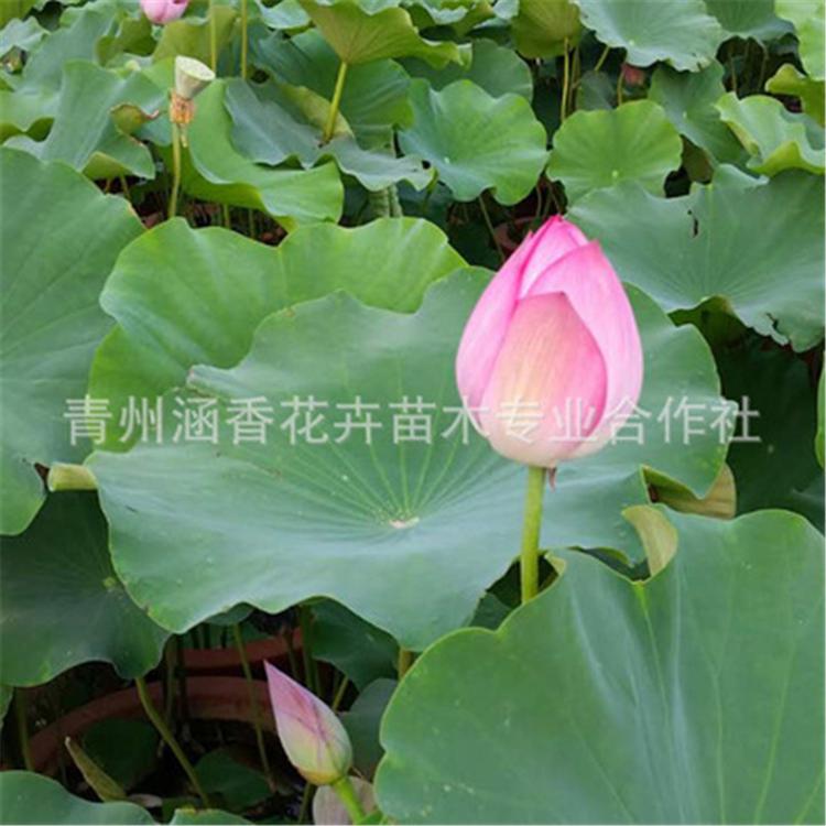 荷花供应商 山东荷花 好养活荷花