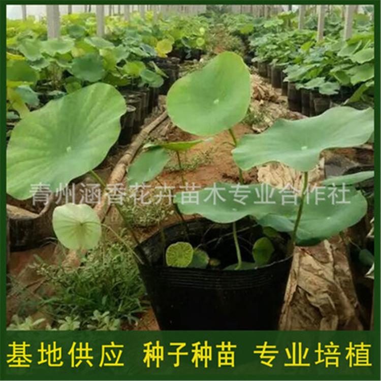 山东荷花小苗 好养活荷花小苗 荷花批发