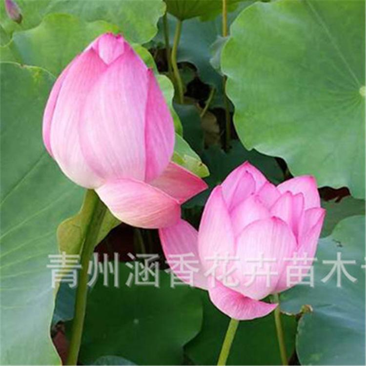 基地批发 荷花小苗 青州荷花小苗 荷花批发价格