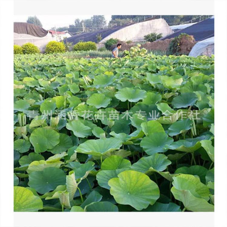 青州荷花小苗 涵香花卉荷花小苗 荷花价格