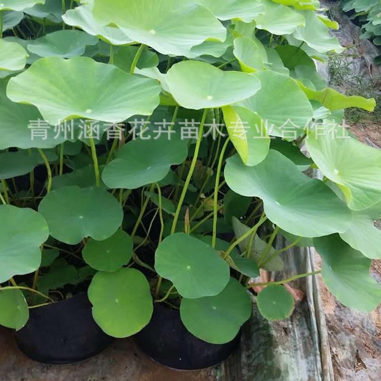 好养活 水生荷花 山东水生荷花 荷花批发价格