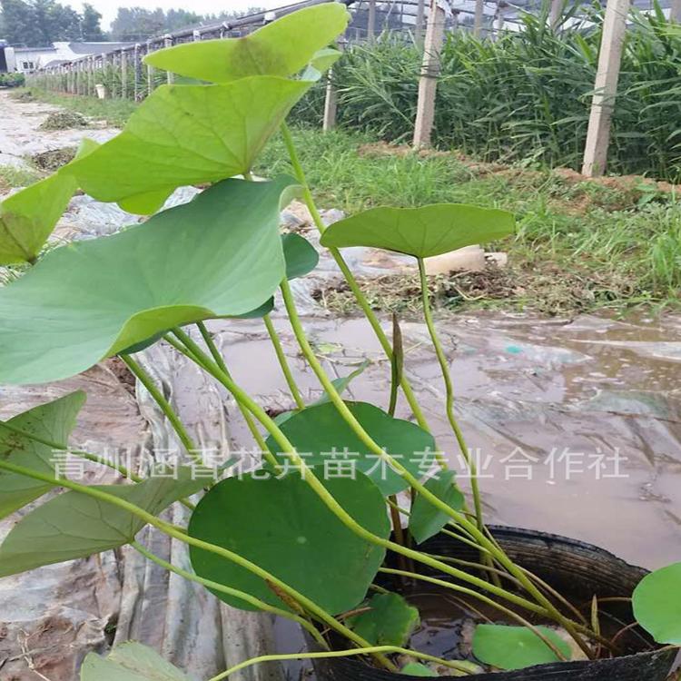 山东水生荷花 好养活水生荷花 荷花供应商