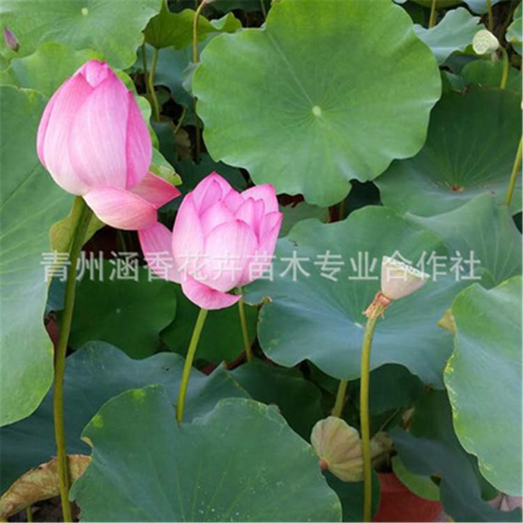 青州荷花小苗 好养活荷花小苗 荷花批发价格