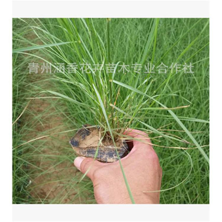 涵香花卉 粉黛乱子草 山东粉黛乱子草 粉黛乱子草价格