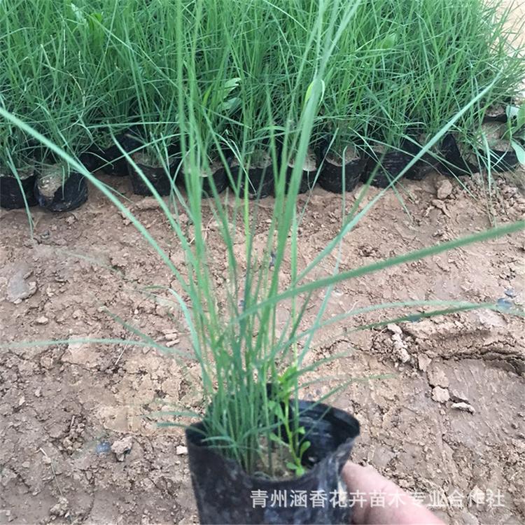 大量供应 粉黛乱子草小苗 山东粉黛乱子草小苗 粉黛乱子草价格
