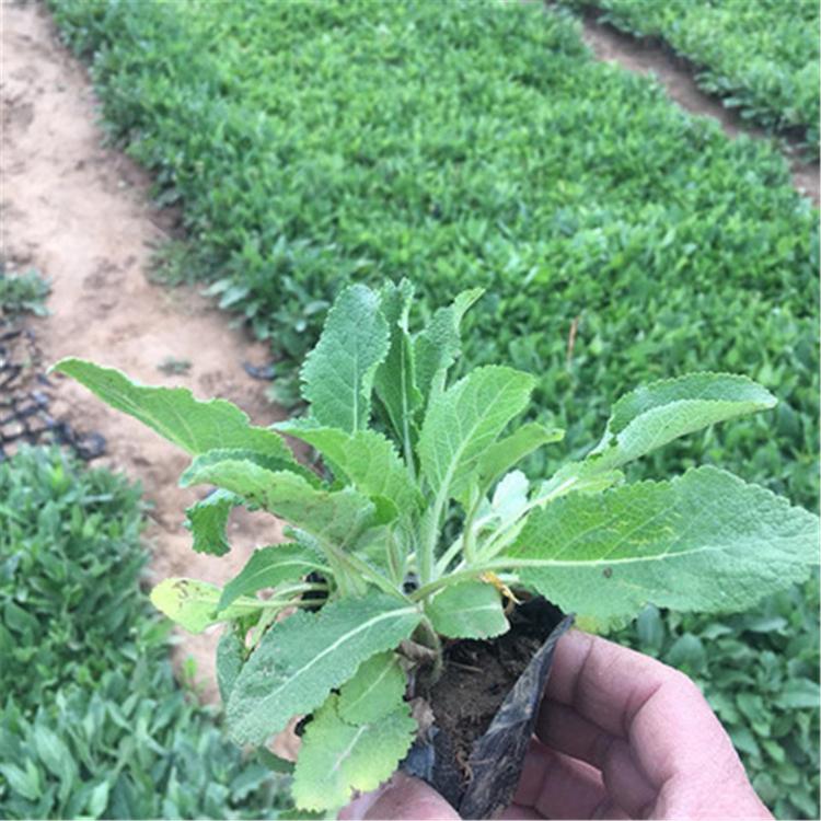 山东宿根草花鼠尾草 涵香培育供应宿根草花鼠尾草 鼠尾草基地批发