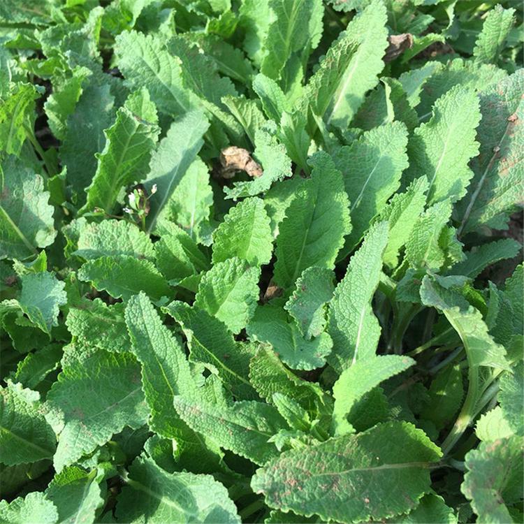 蓝花鼠尾草 山东鼠尾草供应商 涵香培育供应蓝花鼠尾草