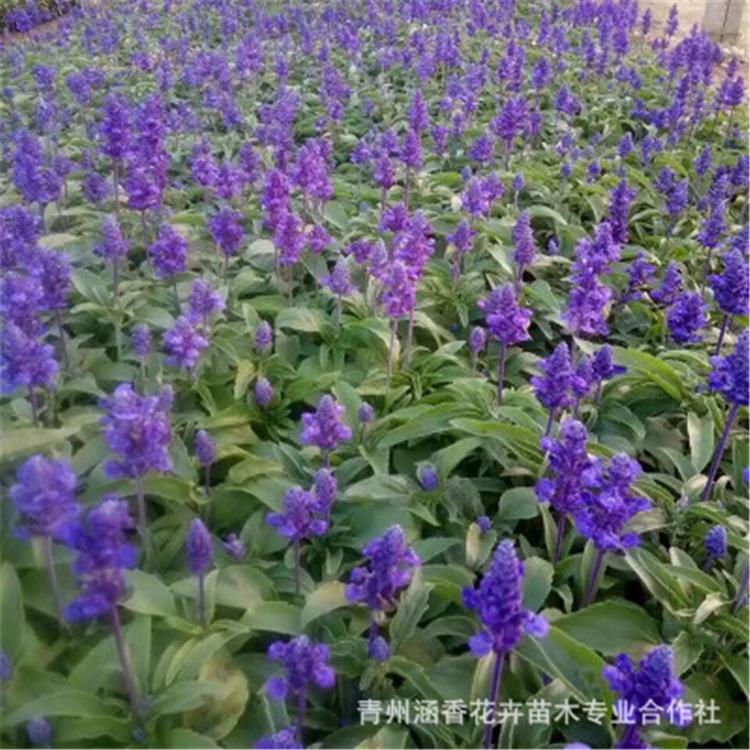 鼠尾草 山东鼠尾草基地批发 这里的花苗品质好鼠尾草