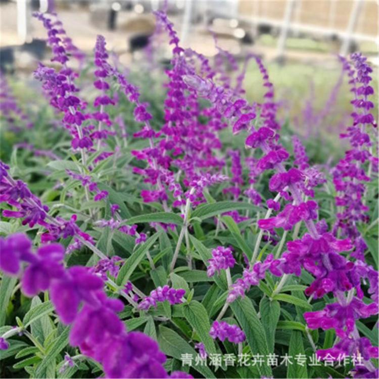 山东蓝花鼠尾草 基地批发蓝花鼠尾草 鼠尾草价格