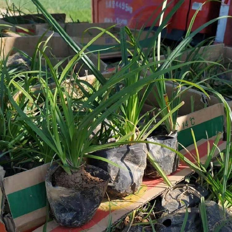 崂峪苔草基地 山东崂峪苔草种苗 大量供应崂峪苔草种苗