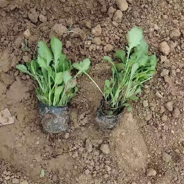 全国发货宿根花卉大滨菊 青州宿根花卉大滨菊 大滨菊报价