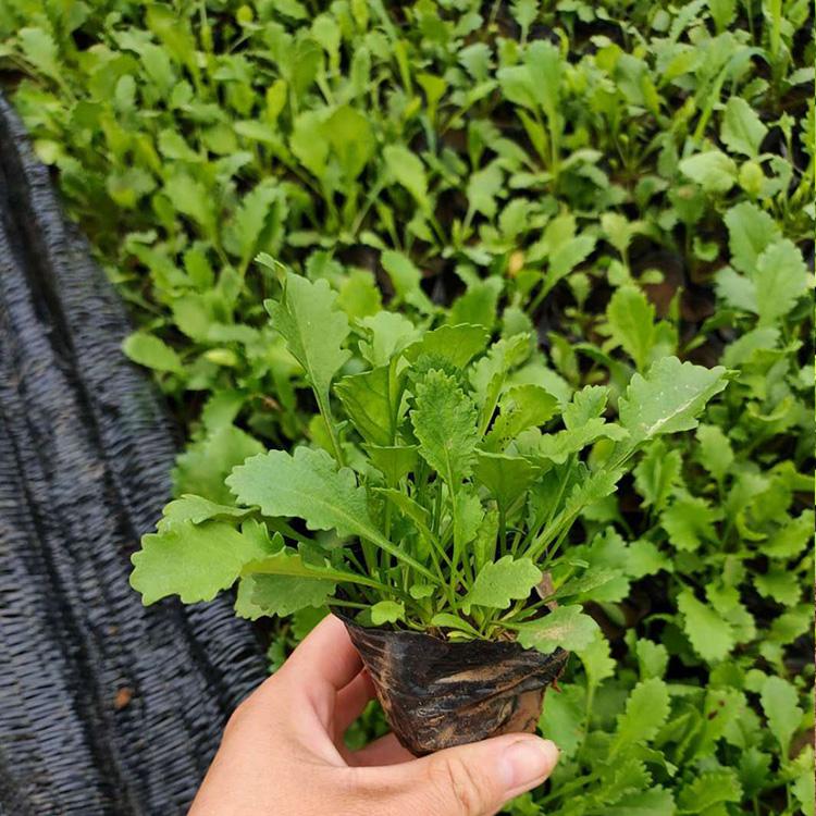 宿根花卉大滨菊 山东宿根花卉大滨菊 宿根草花供应 大滨菊批发