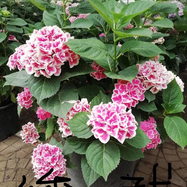 绣球出售