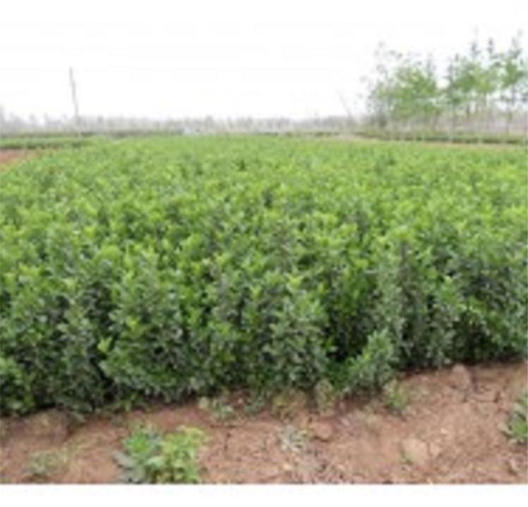 山东绿化专用大叶扶芳藤 基地直销绿化专用大叶扶芳藤 大叶扶芳藤批发