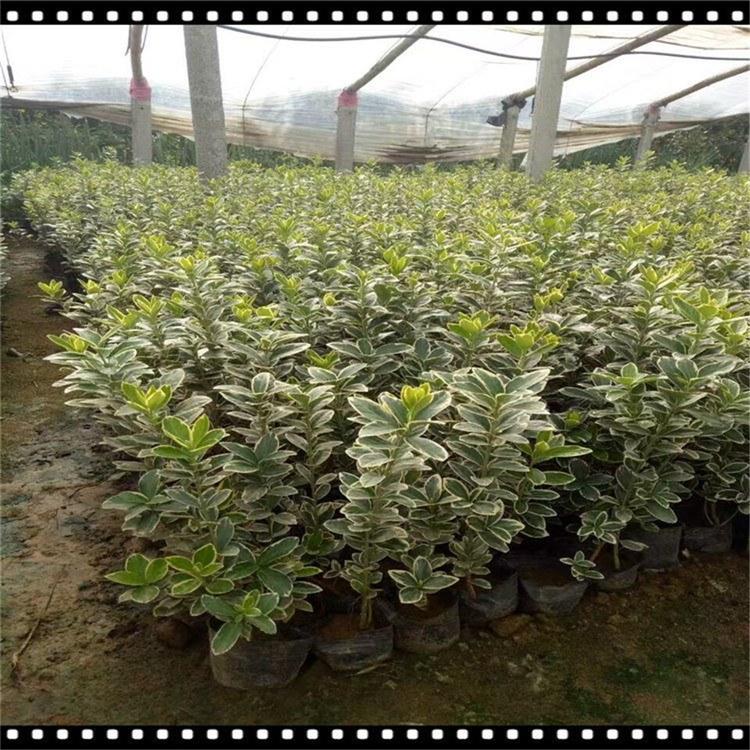 大量供应 绿化用苗金边冬青 山东金边冬青大量供应