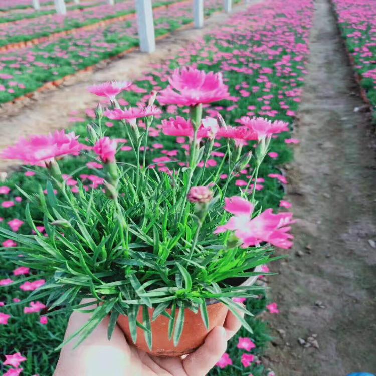 欧石竹小苗