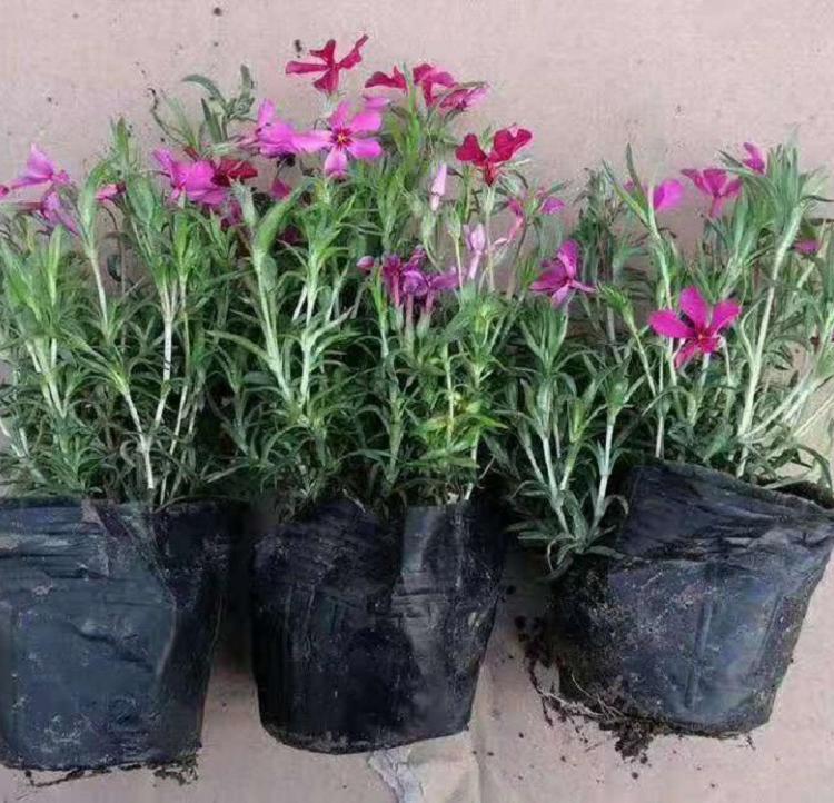 芝樱丛生福禄考    山东宿根福禄考供应商    青州腾骏花卉