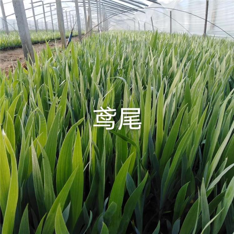 德国鸢尾 老鸢尾批发价格 江瑞水生植物种植批发基地