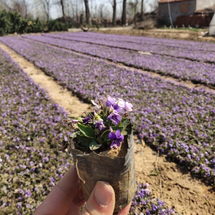 紫花地丁价格 紫花地丁基地