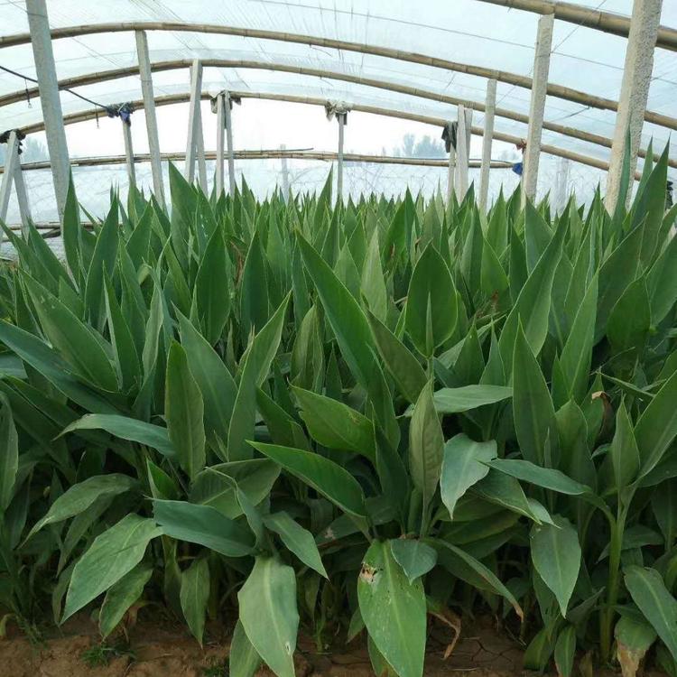 水生美人蕉价格 水生植物基地 水生美人蕉和陆生的区别