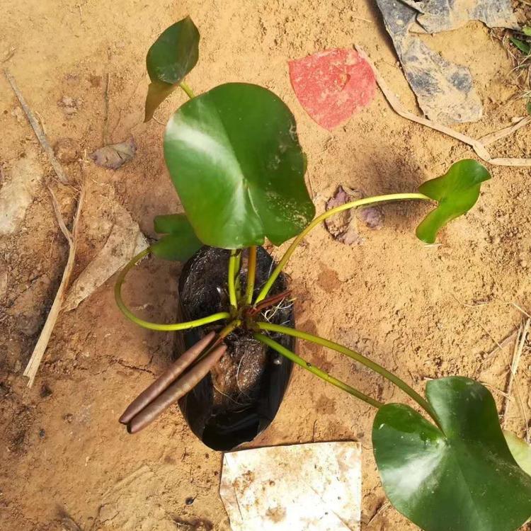 容器苗睡莲价格 容器苗水生植物基地