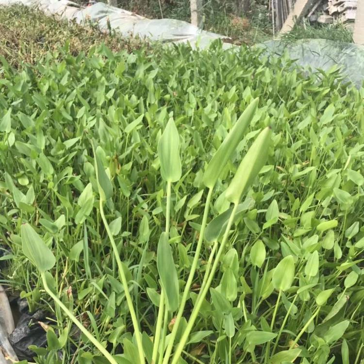 杯苗梭鱼草价格 水生植物基地